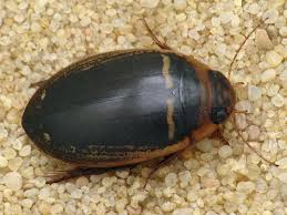 Attēlu rezultāti vaicājumam “Hydaticus transversalis”