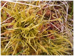 Attēlu rezultāti vaicājumam “Straminergon stramineum”