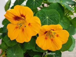 Attēlu rezultāti vaicājumam “Tropaeolaceae”