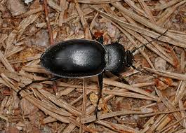 Attēlu rezultāti vaicājumam “Carabus glabratus”