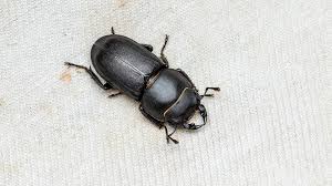 Attēlu rezultāti vaicājumam “Dorcus parallelopipedus”