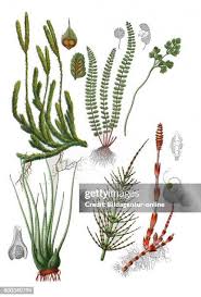 Attēlu rezultāti vaicājumam “Isoetes lacustris leaf”