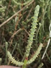 Attēlu rezultāti vaicājumam “Saelania glaucescens sporophyte”