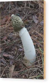 Attēlu rezultāti vaicājumam “Phallus impudicus”