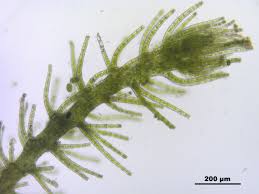 Attēlu rezultāti vaicājumam “Blepharostoma trichophyllum”