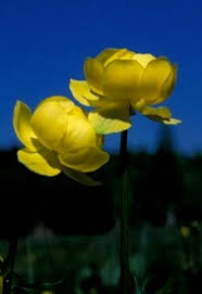 Image result for Trollblume