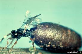 Attēlu rezultāti vaicājumam “Diprionidae cocoon”