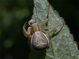 Attēlu rezultāti vaicājumam “Xysticus ulmi”