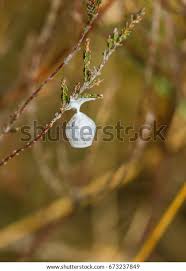 Attēlu rezultāti vaicājumam “Agroeca brunnea”