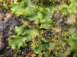 Attēlu rezultāti vaicājumam “Aneura pinguis”