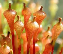 Attēlu rezultāti vaicājumam “Homomallium incurvatum sporophyte”