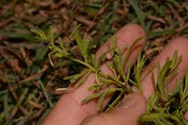 Attēlu rezultāti vaicājumam “Thesium ebracteatum”