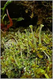 Attēlu rezultāti vaicājumam “Cladonia ochrochlora”