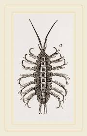 Attēlu rezultāti vaicājumam “Asellus aquaticus”