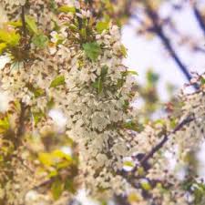 Attēlu rezultāti vaicājumam “Pyrus communis flower”