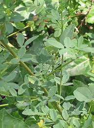 Attēlu rezultāti vaicājumam “Melilotus officinalis”