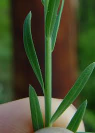Attēlu rezultāti vaicājumam “Linum usitatissimum leaf”