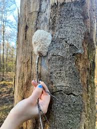 Attēlu rezultāti vaicājumam “Lycogala confusum young”