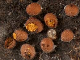 Attēlu rezultāti vaicājumam “Perichaena corticalis macro”