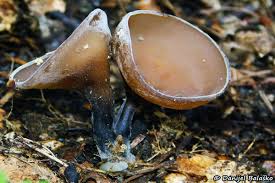 Attēlu rezultāti vaicājumam “Dumontinia tuberosa”