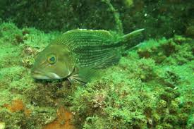 Image result for Centropristis striata