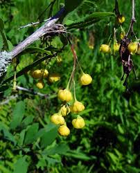Attēlu rezultāti vaicājumam “Berberis vulgaris”