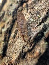 Attēlu rezultāti vaicājumam “Hemerobius perelegans”