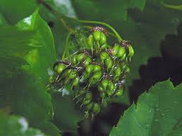 Attēlu rezultāti vaicājumam “Spiraea chamaedryfolia flower”