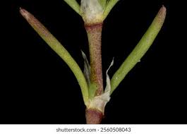 Attēlu rezultāti vaicājumam “Spergularia rubra leaf”