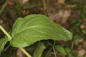 Attēlu rezultāti vaicājumam “Epilobium montanum leaf”