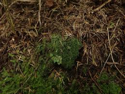 Attēlu rezultāti vaicājumam “Micarea sp.”