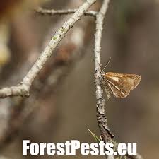 Attēlu rezultāti vaicājumam “Bupalus piniaria female”
