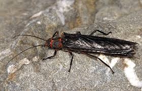 Attēlu rezultāti vaicājumam “Plecoptera”