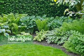 Image result for Hosta fortunei albomarginata