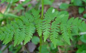 Attēlu rezultāti vaicājumam “Dryopteris”