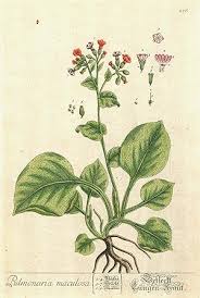 Image result for Lungenkraut