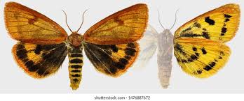 Attēlu rezultāti vaicājumam “Diacrisia sannio male”