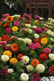 Image result for Zinnia elegans