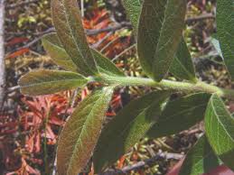 Attēlu rezultāti vaicājumam “Salix myrtilloides”