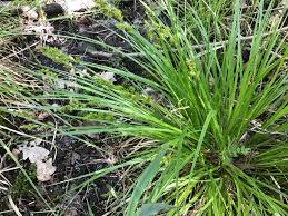 Attēlu rezultāti vaicājumam “Carex elongata”