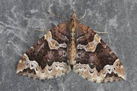 Attēlu rezultāti vaicājumam “Eulithis prunata”