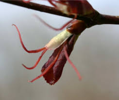 Attēlu rezultāti vaicājumam “Cercidiphyllum japonicum flower”