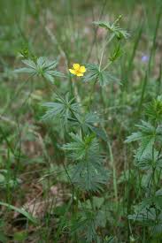 Image result for Potentilla erecta