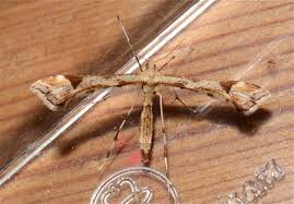 Attēlu rezultāti vaicājumam “Platyptilia gonodactyla imago”