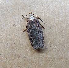 Attēlu rezultāti vaicājumam “Depressaria olerella imago”