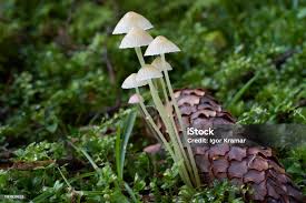 Attēlu rezultāti vaicājumam “Mycena epipterygia”