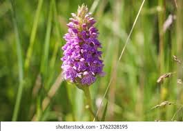 Attēlu rezultāti vaicājumam “Dactylorhiza majalis subsp. baltica leaf”