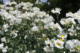 Image result for Romneya coulteri