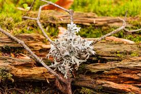 Attēlu rezultāti vaicājumam “Pseudevernia furfuracea”