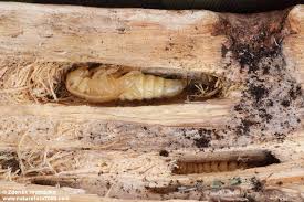 Attēlu rezultāti vaicājumam “Saperda carcharias”